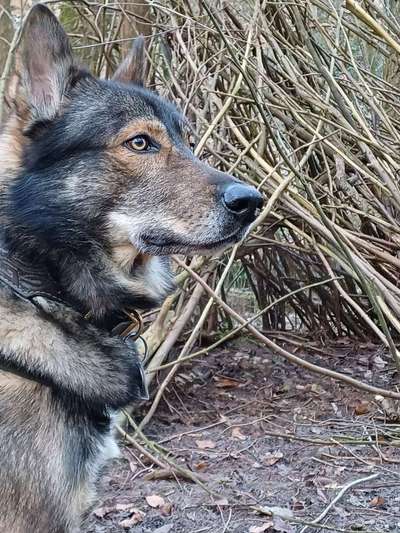 Freddys Kummerkasten-Beitrag-Bild