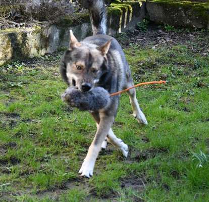 Freddys Kummerkasten-Beitrag-Bild