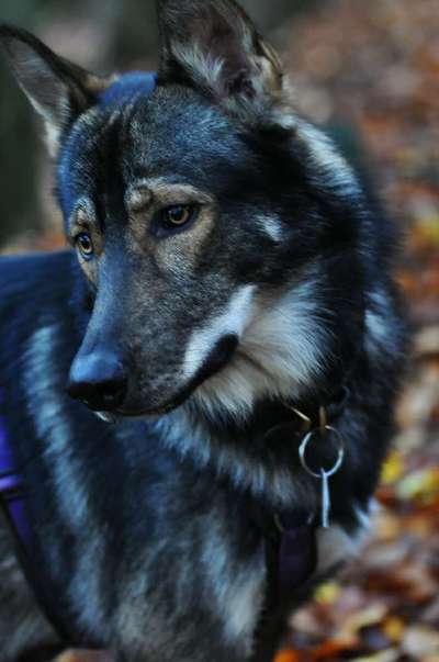 Wolfhunde Besitzer TWH oder SWH hier?-Beitrag-Bild