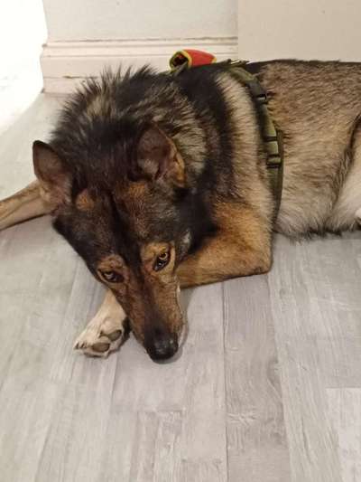 Freddys Kummerkasten-Beitrag-Bild