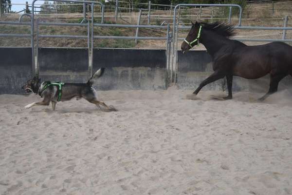 Freddys Kummerkasten-Beitrag-Bild