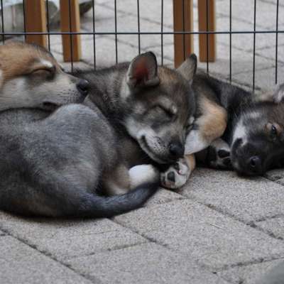 Freddys Kummerkasten-Beitrag-Bild