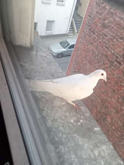 Freddys Kummerkasten-Beitrag-Bild