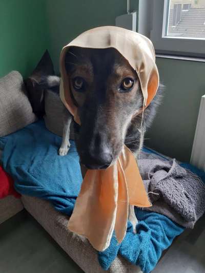 Fotochallange Nr.53 "HALLOWEEN"-Beitrag-Bild