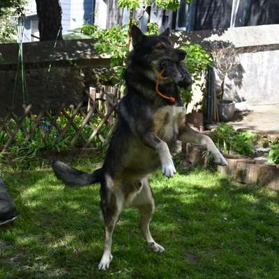 Freddys Kummerkasten-Beitrag-Bild