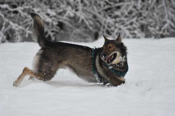 Mein Junghund flippt im Schnee total aus-Beitrag-Bild