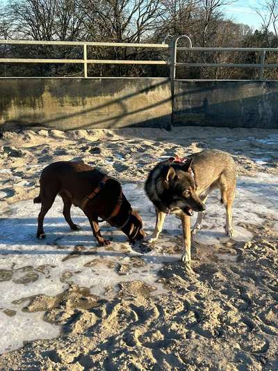 Freddys Kummerkasten-Beitrag-Bild