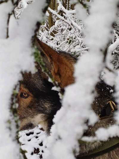 Freddys Kummerkasten-Beitrag-Bild
