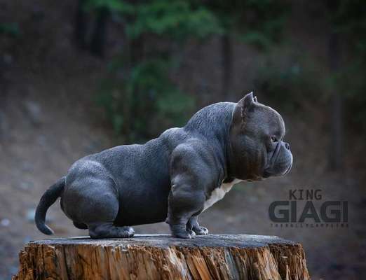 Qualzucht - Warum Aufklärung alleine nicht reicht-Beitrag-Bild