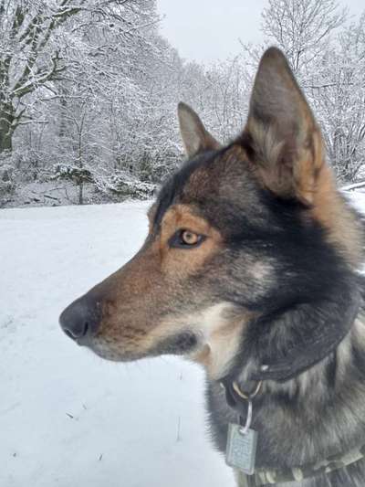 Hunde Porträt (Portrait) Galerie....-Beitrag-Bild