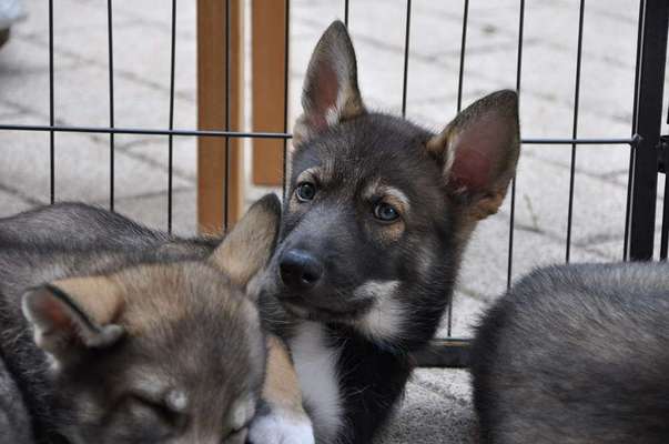 Freddys Kummerkasten-Beitrag-Bild