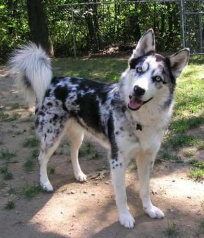 Qualzucht - Warum Aufklärung alleine nicht reicht-Beitrag-Bild