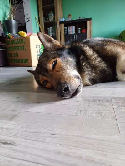 Freddys Kummerkasten-Beitrag-Bild