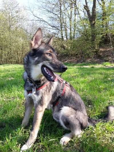 Wolfhunde Besitzer TWH oder SWH hier?-Beitrag-Bild