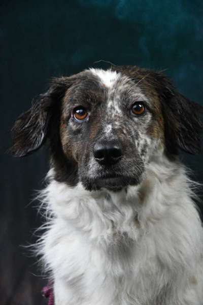 Hunde Porträt (Portrait) Galerie....-Beitrag-Bild