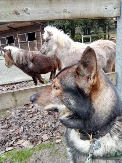 Freddys Kummerkasten-Beitrag-Bild