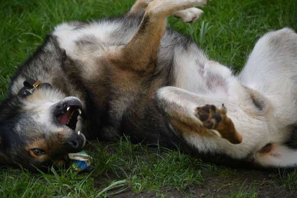 Freddys Kummerkasten-Beitrag-Bild