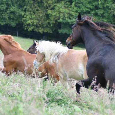 Freddys Kummerkasten-Beitrag-Bild