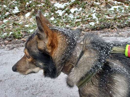 Welches Halsband trägt dein Hund und warum dieses?-Beitrag-Bild