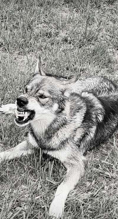 Freddys Kummerkasten-Beitrag-Bild