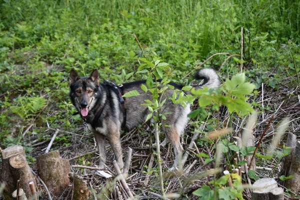 Wie groß waren eure welpen ?-Beitrag-Bild