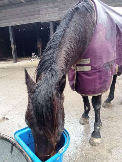 Freddys Kummerkasten-Beitrag-Bild