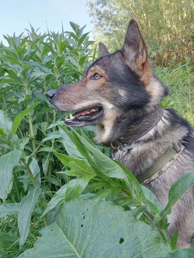 Gespräche zwischen Hund und Halter-Beitrag-Bild