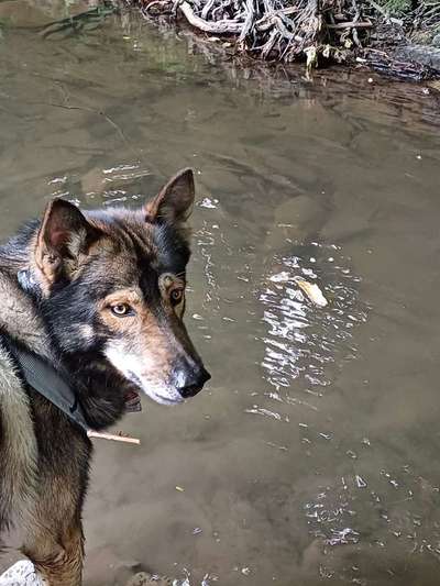 Freddys Kummerkasten-Beitrag-Bild