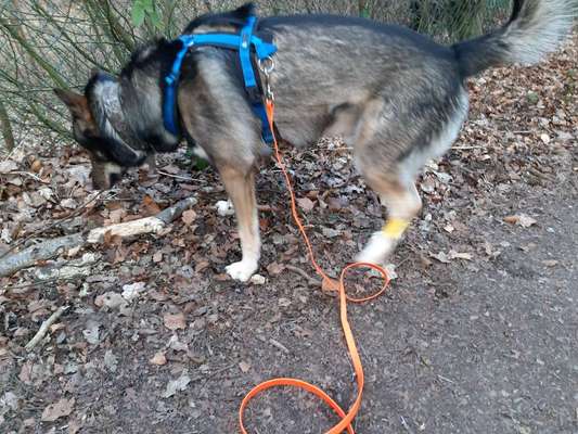 Ideen , Erfahrung gesucht : zum fixeren eines Abdeckverbandes am Hundebein-Beitrag-Bild