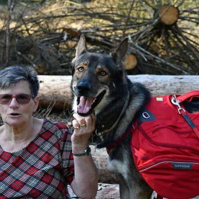 Antizieh Geschirr Amstaff-Beitrag-Bild