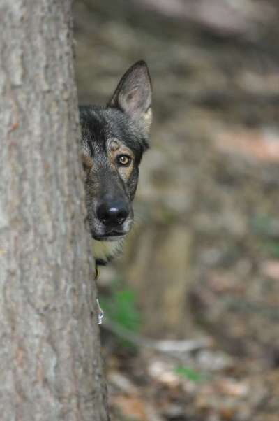 Hunde Porträt (Portrait) Galerie....-Beitrag-Bild