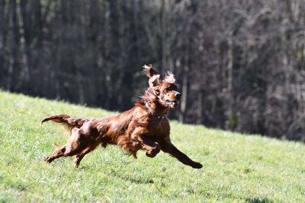 Fotochallenge - fremde Hunde-Beitrag-Bild