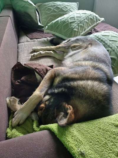 Freddys Kummerkasten-Beitrag-Bild