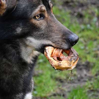 Freddys Kummerkasten-Beitrag-Bild