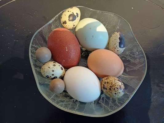 Qualzucht - Warum Aufklärung alleine nicht reicht-Beitrag-Bild