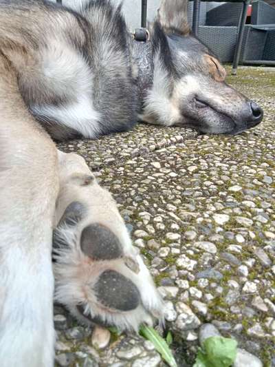 Freddys Kummerkasten-Beitrag-Bild