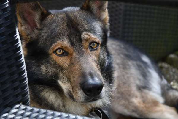 Freddys Kummerkasten-Beitrag-Bild