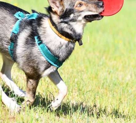 Hunde Memes-Beitrag-Bild