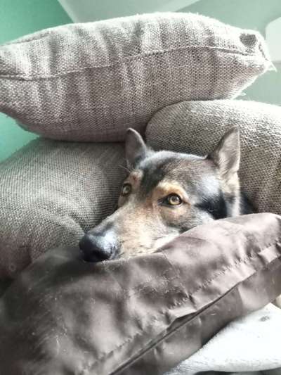 Freddys Kummerkasten-Beitrag-Bild