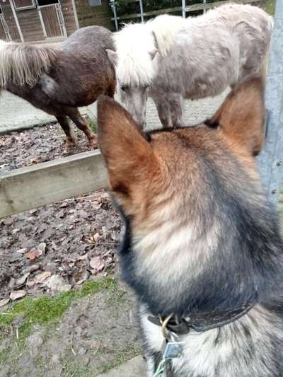 Freddys Kummerkasten-Beitrag-Bild