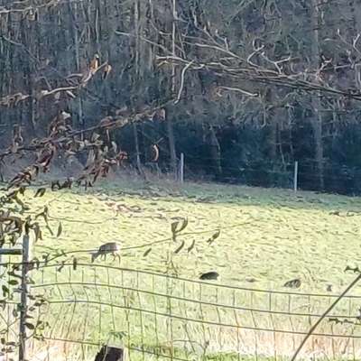 Freddys Kummerkasten-Beitrag-Bild