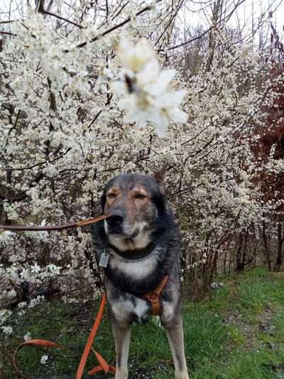 Freddys Kummerkasten-Beitrag-Bild