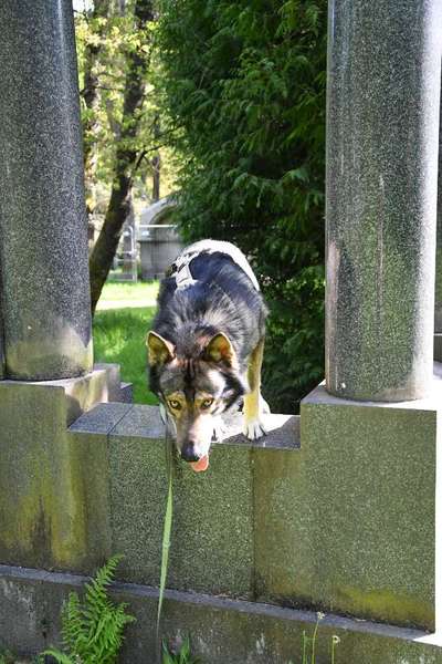 Freddys Kummerkasten-Beitrag-Bild