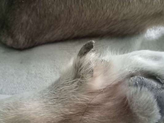 Doppelte Wolfskralle-Beitrag-Bild