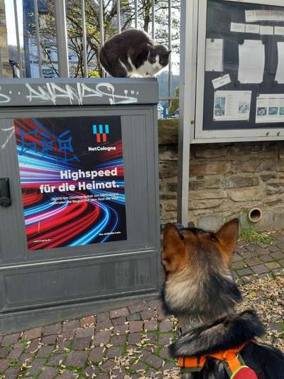 Bilder Hund und andere Tiere-Beitrag-Bild