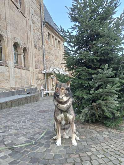 Freddys Kummerkasten-Beitrag-Bild