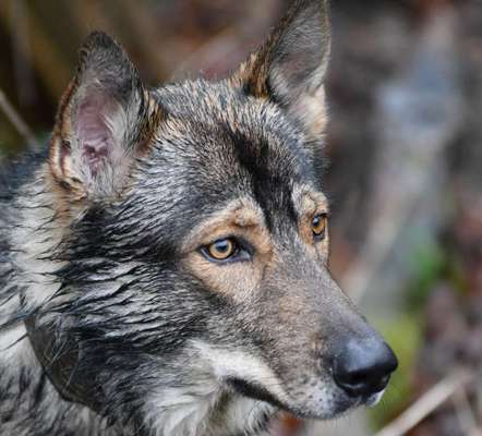 eure Spitznamen für die Vierbeiner-Beitrag-Bild