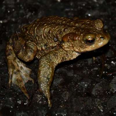 Freddys Kummerkasten-Beitrag-Bild