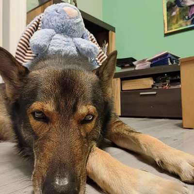 Freddys Kummerkasten-Beitrag-Bild