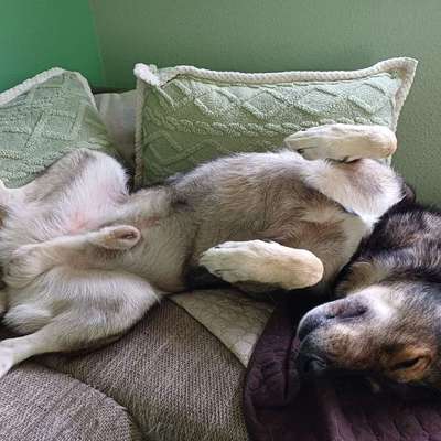 Bauchi kraulen?-Beitrag-Bild